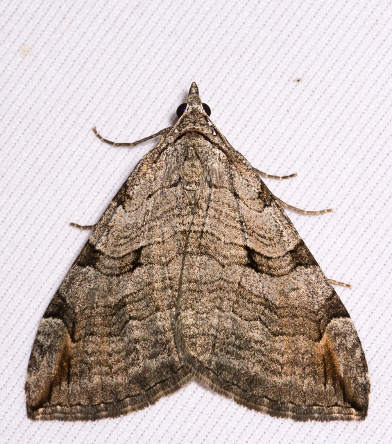 Aplocera efformata/plagiata
