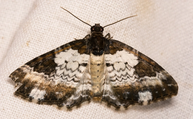 Melanthia procellata - hullámos tarkaaraszoló