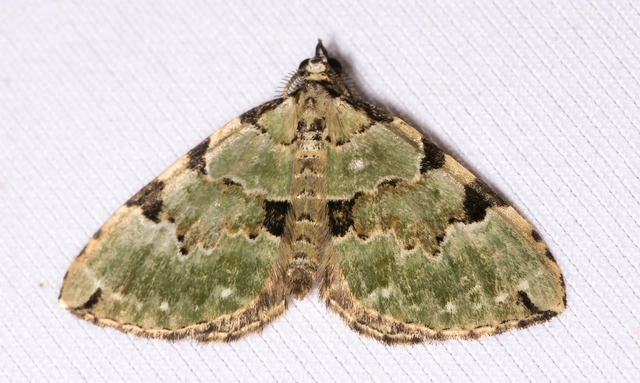 Colostygia pectinataria - zöld levélaraszoló