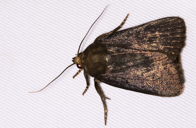 Amphipyra livida - zsírfényű bagoly