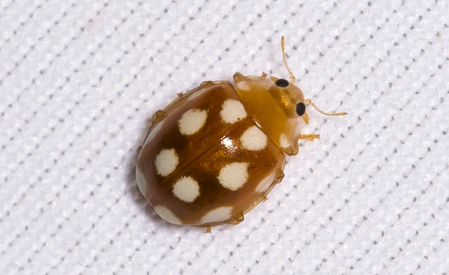 Vibidia duodecimguttata - tizenkétcseppes füsskata