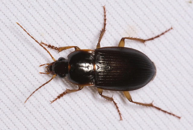Calathus ambiguus - homoki tarfutó