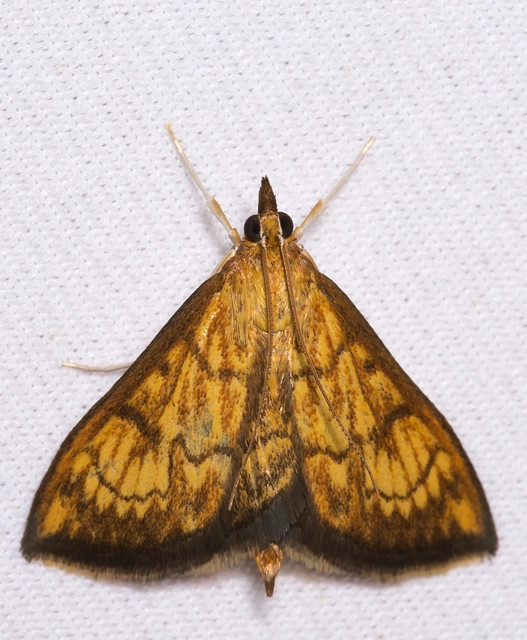 Ecpyrrhorrhoe rubiginalis - rozsdavörös tűzmoly
