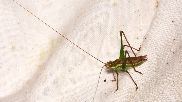 Leptophyes albovittata - közönséges virágszöcske