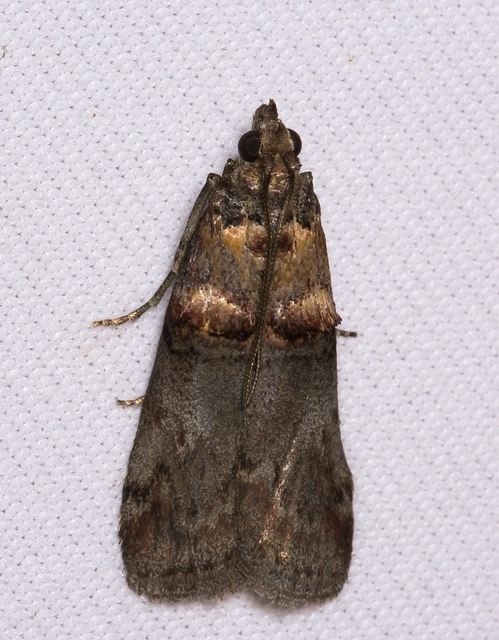 Trachonitis cristella - bokorrágó karcsúmoly