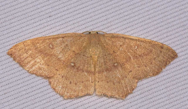 Cyclophora linearia - vonalas pettyesaraszoló