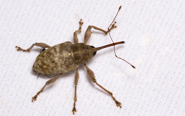 Curculio elephas - gesztenyezsuzsóka