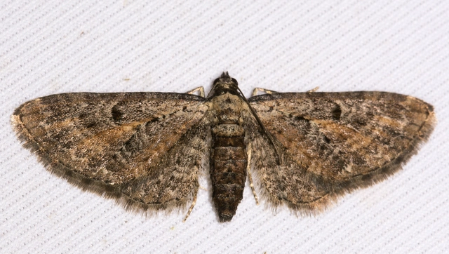 Eupithecia icterata - rozsdafoltos törpearaszoló