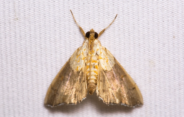 Agrotera nemoralis - ligeti tűzmoly