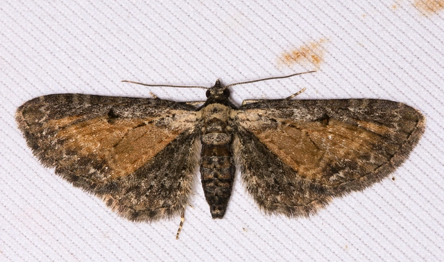 Eupithecia icterata - rozsdafoltos törpearaszoló