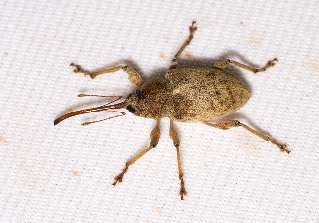 Curculio elephas - gesztenyezsuzsóka