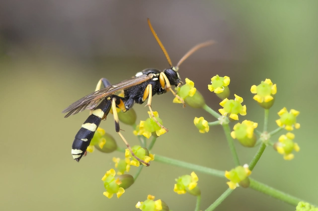 Ichneumon sarcitorius