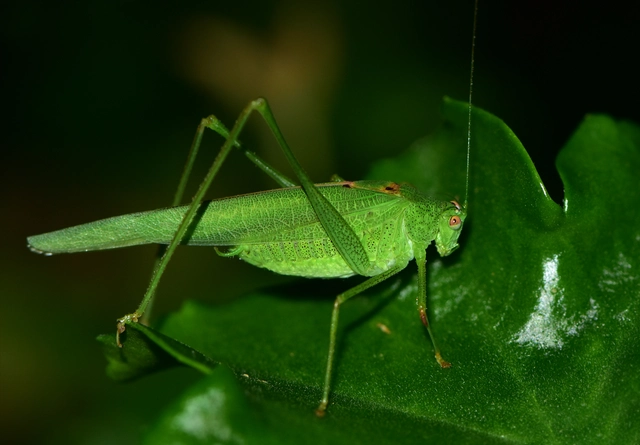 Phaneroptera nana - pontozott repülőszöcske