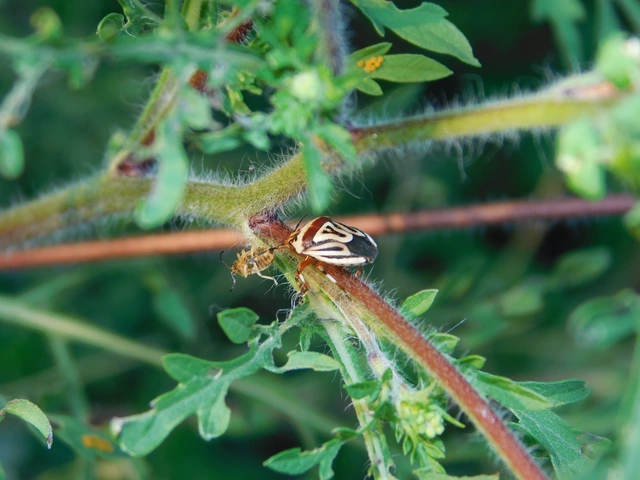 Perillus bioculatus