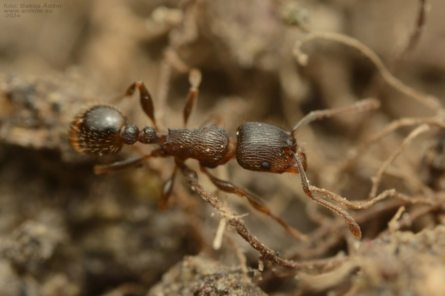 Tetramorium moravicum - morva gyepihangya