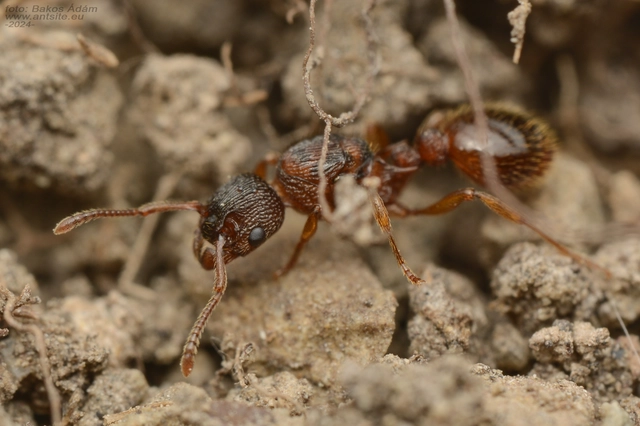 Myrmica sabuleti - gyakori bütyköshangya