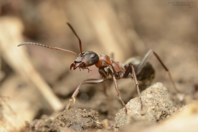 Formica rufibarbis - vörös rabszolgahangya