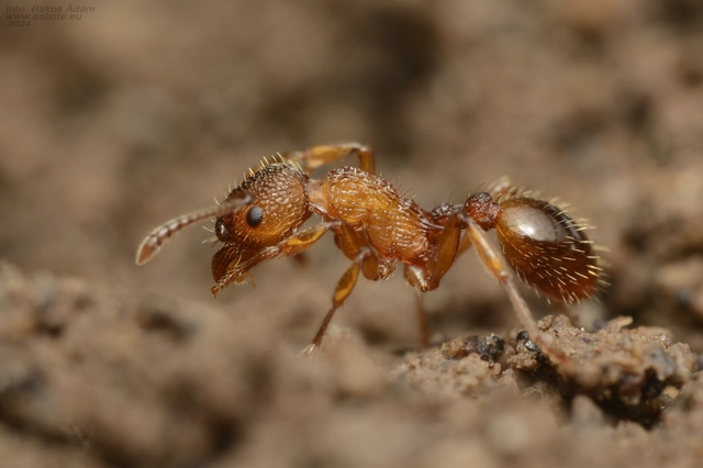 Myrmica sabuleti - gyakori bütyköshangya