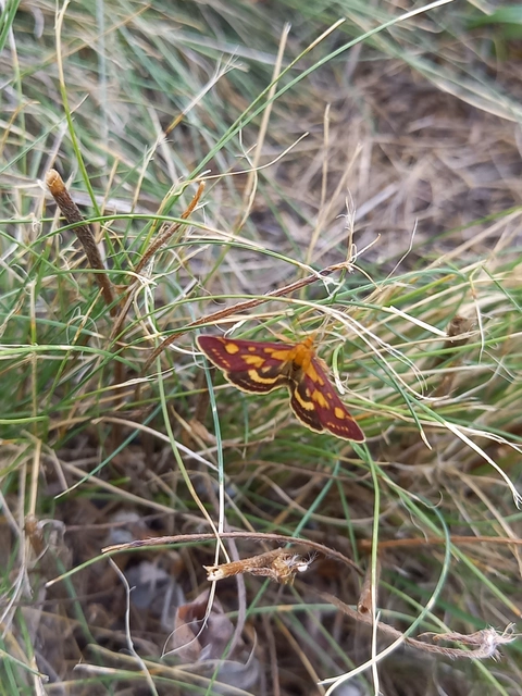 Pyrausta purpuralis - közönséges bíbormoly