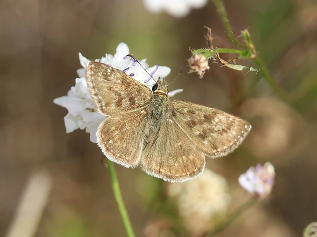 Erynnis tages - cigánylepke
