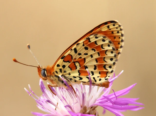 Melitaea didyma - tüzes tarkalepke