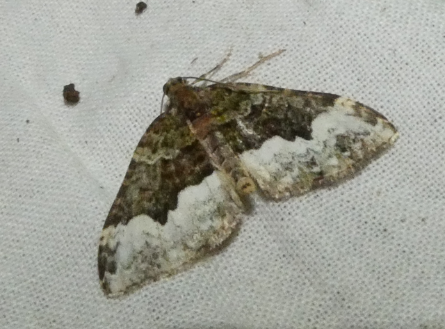 Euphyia biangulata - szegletes tarkaaraszoló