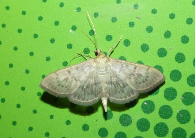 Patania ruralis - csalánevő tűzmoly