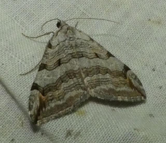 Aplocera efformata/plagiata