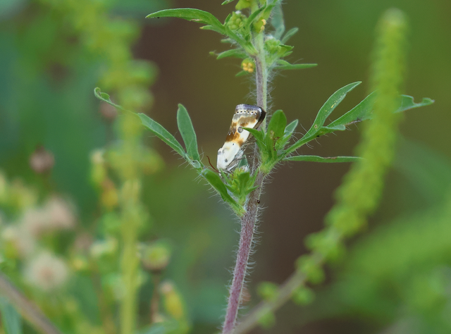 Ponometia candefacta - parlagfűbagoly
