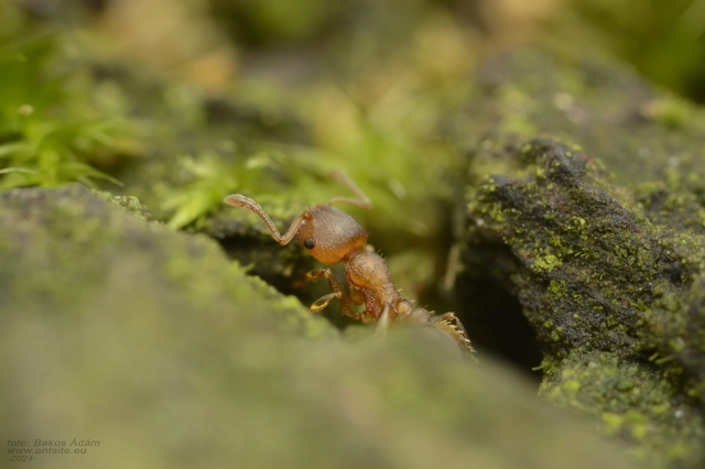 Temnothorax crassispinus - gubacslakó kéreghangya