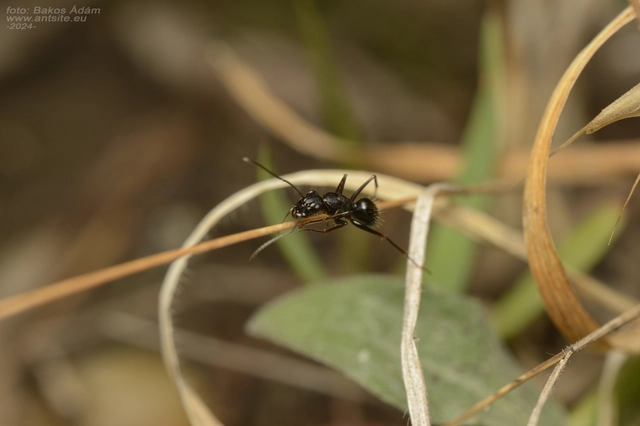 Camponotus aethiops - szőrös lóhangya