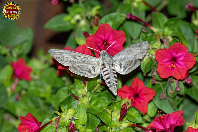 Agrius convolvuli - szulákszender