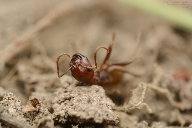 Polyergus rufescens - amazonhangya