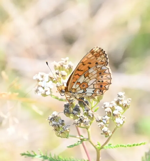 Boloria selene - fakó gyöngyházlepke