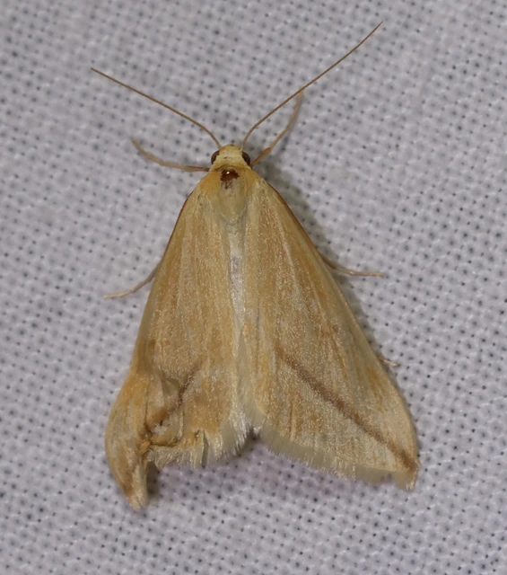 Rhodometra sacraria - rózsacsíkos araszoló