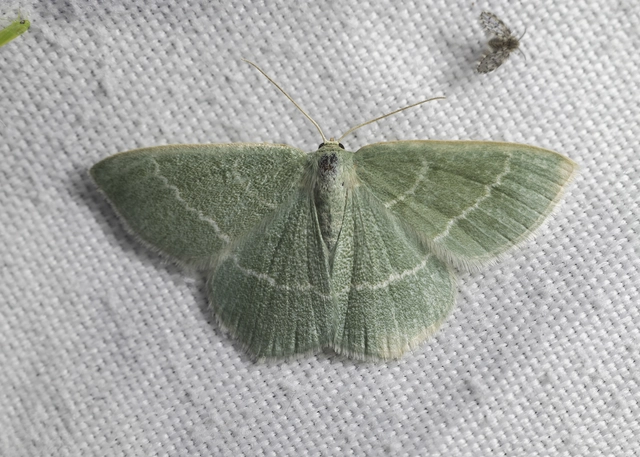 Chlorissa viridata - üdezöld araszoló
