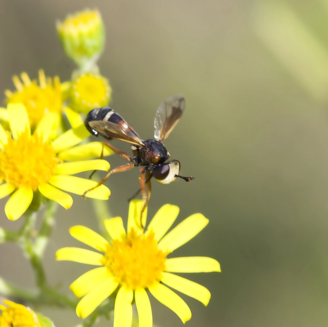 Physocephala vittata