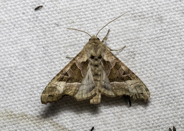 Phlogophora meticulosa - vándorló csipkésbagoly
