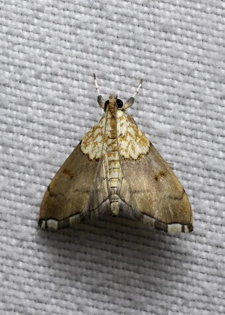 Agrotera nemoralis - ligeti tűzmoly