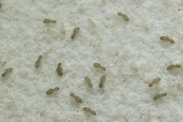 Psocoptera - Fürgetetvek