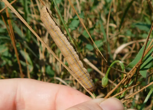 Anophia leucomelas - déli folyófűbagoly