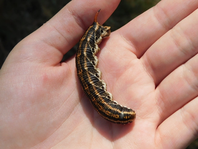 Agrius convolvuli - szulákszender