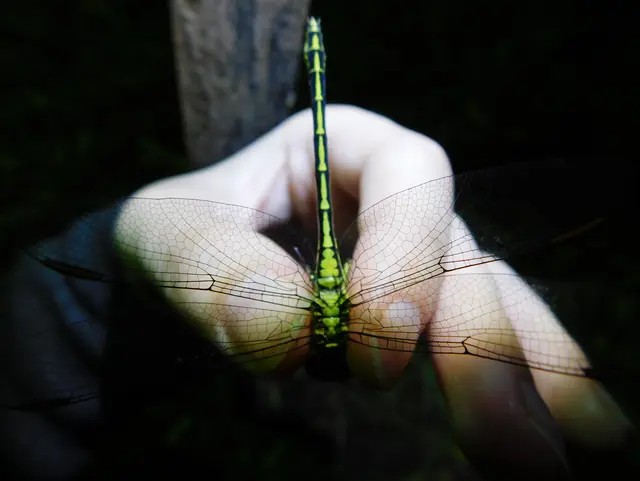 Gomphus flavipes - sárgalábú folyami-szitakötő