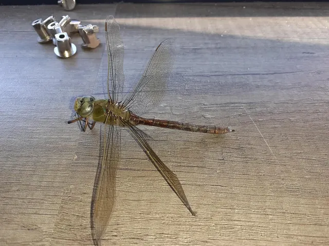 Anax imperator - zöld óriásacsa