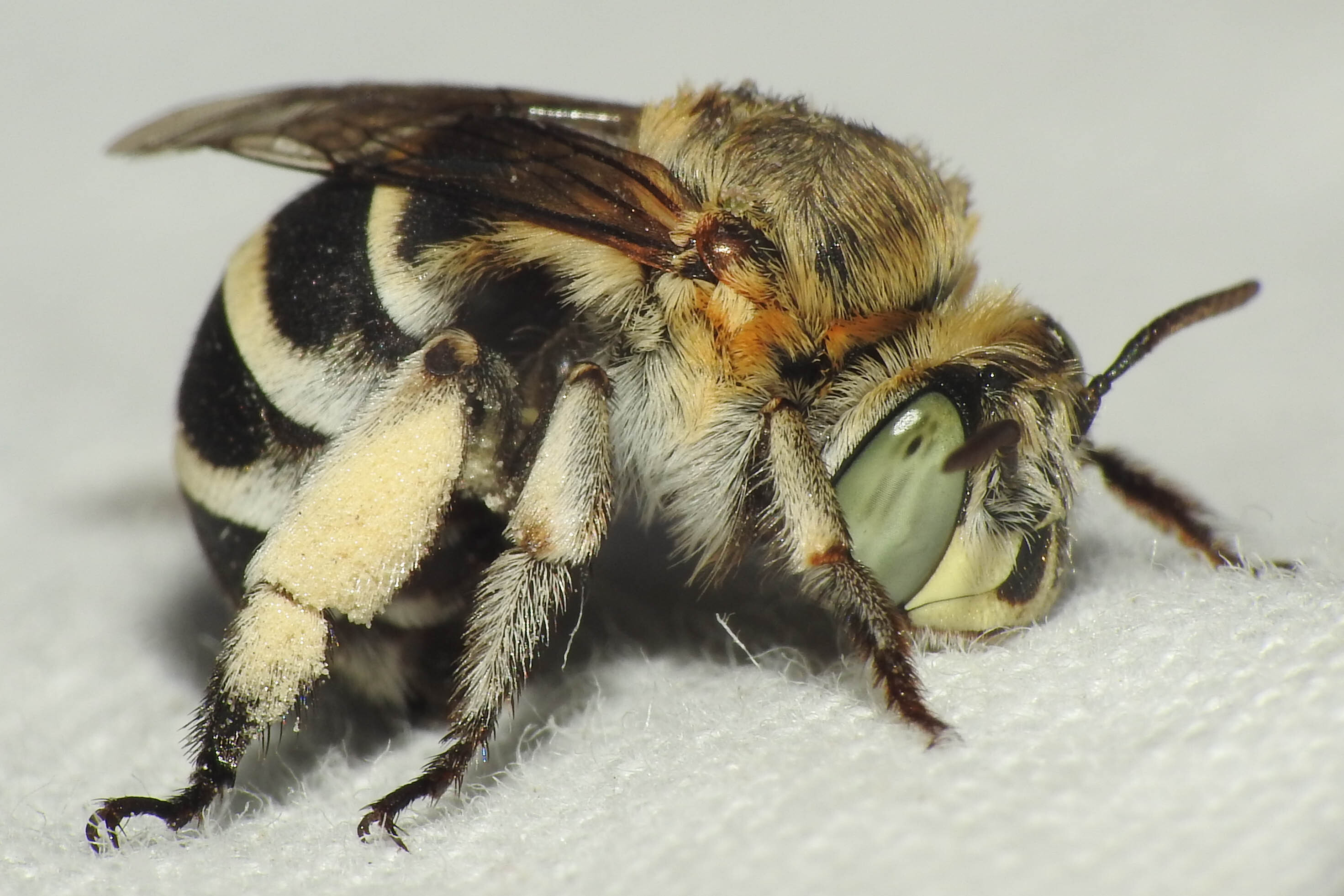 Amegilla savignyi