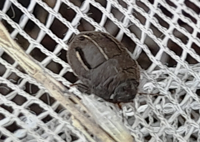 Odontoscelis Odontoscelis