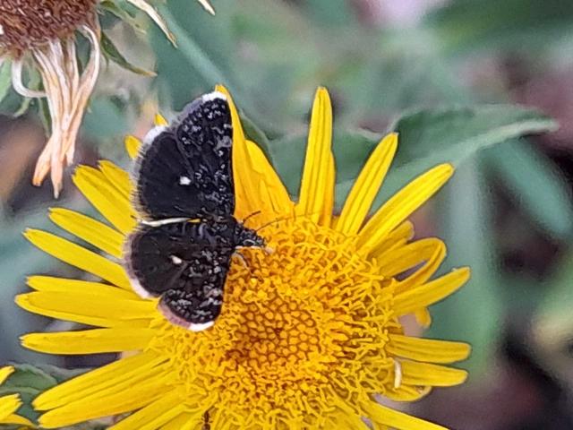 Heliothela wulfeniana - fényes kormosmoly