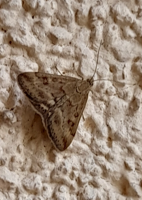 Pyrausta despicata - réti bíbormoly