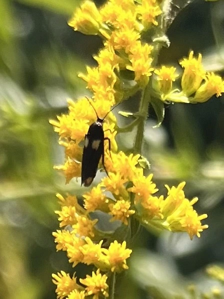 Scythris sinensis - aranyfarú zöldmoly