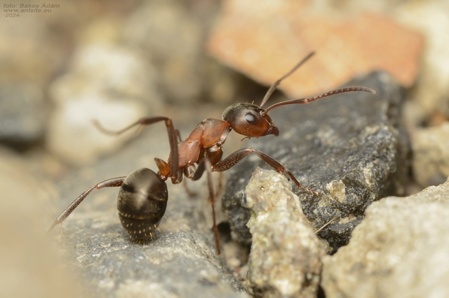 Formica sanguinea - vérvörös rablóhangya